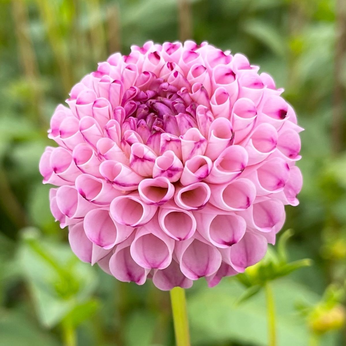 Dahlia- A1 Pom (Tuber)